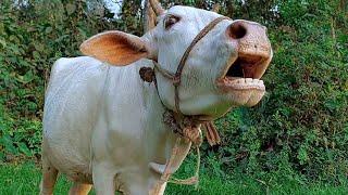 Real Cow Mooing Sound And Videos 7 Cow Sound Loudly At Village  Tobibul