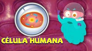 Célula - A menor parte de qualquer organismo  Ciencias para niños