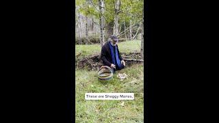 Paul Stamets finds the Shaggy Mane