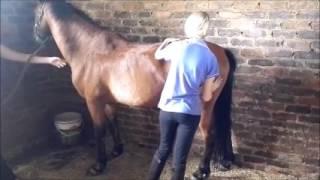 Horse Massage #4