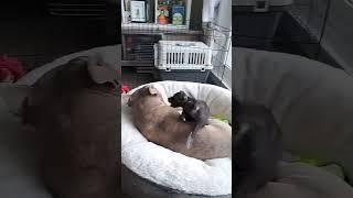 CUTE STAFFY PUPPY Doing Parkour On Her American Bully Brother    #puppylife #staffy #dog