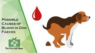 Understanding Blood in Your Dogs Stool Common Causes and Concerns