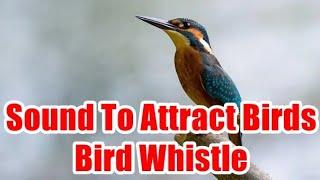 Sound To Attract Birds - Bird Whistle