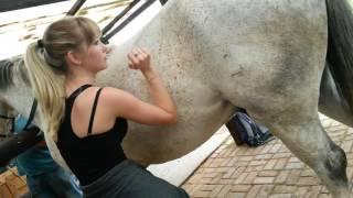 Horse Massage #1.4