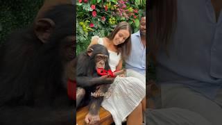 Beautiful proposal with the help of Tara the chimp. #savetheapesavetheworld