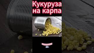 Кукуруза на карпа