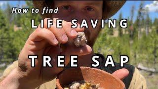 How to use Pine Sap  The forests most useful resource