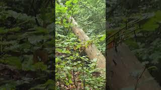 Leider schallt Motorsägen Streß durch den Wald es gab keine Pausen #Waldschlucht Do. 12. Sep. 2024