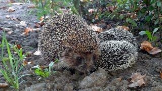 Hedgehogs are strange beasts in the animal world. Part 1