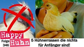 Lass die Finger von diesen 5 Hühnerrassen Hühner die nicht gut für Anfänger sind HAPPY HUHN E346