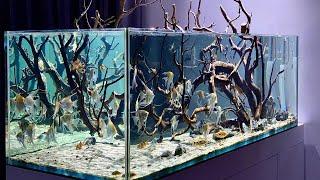 Unbelievable Angelfish Aquarium Beautiful & Clean Angelfish Aquascape