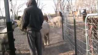 Feeding the Alpacas