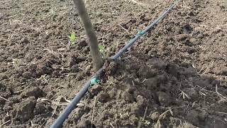 Drip Irrigation For Orange Crop  Citrus Family Crops - Approx. Rs. 40000 to 55000-