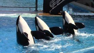 One Ocean Full Show - SeaWorld San Diego - June 23 2014