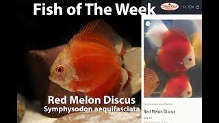 Red Melon Discus Symphysodon aequifasciata #imperialtropicals #aquariumfish #tropicalfish #fish