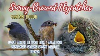 Snowy-Browed Flycatcher tujuh minggu mengamati burung sikatan bodoh