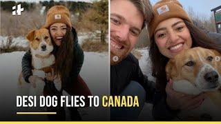 Indian Dog Flies To Her New Home In Canada