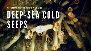 The Peculiar Life of Cold Seeps