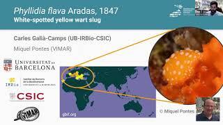 White-spotted Yellow Wart Slug Phyllidia flava - Carles Galià Camps