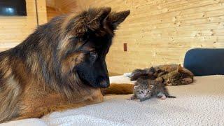 German Shepherd Meets Newborn Kittens For The First Time