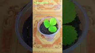 SO AMAZING Strawberries Grow From Leaves?  How To Grow Strawberries From Leaf #shorts