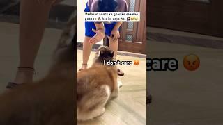 Problem with husky‼️‍️ #husky #funnydog #shorts