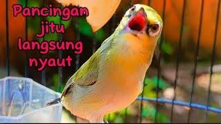 Suara pleci betina perangsang birahi pleci jantanpleci betina manggil jantan