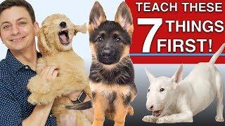 How to Teach The First 7 Things To Your Dog Sit Leave it Come Leash walking Name...
