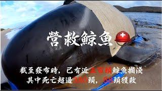 中國人澳洲遇鯨魚擱淺，如何放生鯨魚成難題！鯨魚擱淺後續，營救鯨魚！近500頭鯨魚澳洲擱淺「下」