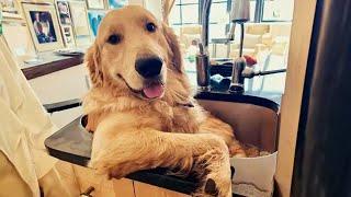 100% Funny Golden Retrievers Dog Videos will make you laugh your HEAD OF 