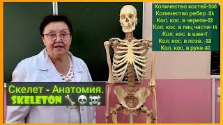 Скелет человека - Анатомия.Skeleton 
