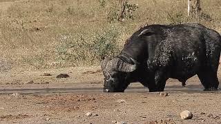  Big Old Buffalo Bull Quenches Thirst in Midday Heat  Kruger National Park 