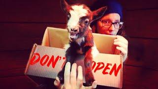 11 reasons why HOMESTEADERS QUIT GOATS