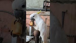 Burung Kakatua Sarapan 