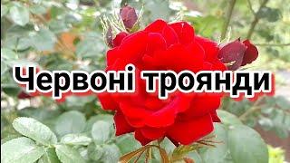 Червоні троянди #троянда #квіти #природа #троянди_сад