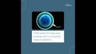 4 DPO Pregnancy Symptoms