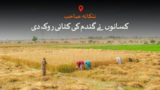 Nankana Sahib farmers stopped harvesting wheat  Loksujag