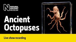 Ancient Octopuses  Live Talk with NHM Scientist