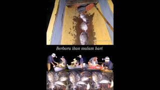 Strike ikan baronang  berburu ikan malam hari  #fishing