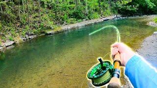 Catching GIANT Brown Trout in a Small Creek 28 Inch Wild Trout