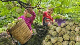 A single mother took her two children ub the hill to pick custard apples to sell on the roadside