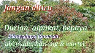 Tumpang sari tanaman durian alpukat dan pepaya dengan ubi madu daun bawang dan wortel.