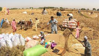 Incredible Traditional Village Life Pakistan  Wheat Harvesting with Oxen  Old Culture Punjab