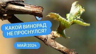 Какой виноград не перезимовал? Состояние на 3 мая 2024. Минский район Беларусь.