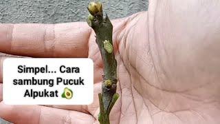 Cara Sambung Pucuk Alpukat