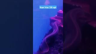 IKAN HIAS SILI API #dj #remix #music #djremix #ikan #ikanhias #akuarium #lili #Fariperwira #fish