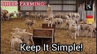 Sheep Farming How To Be More Profitable With Sheep - Keep It Simple