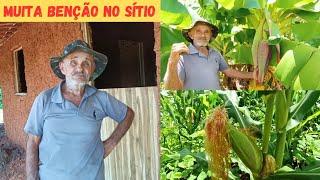 Plantamos pé de Mamão e Goiaba +Vejam Até onde Chegou Água no Sítio Tudo Produzindo Muita Fartura