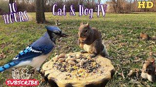 10-Hour Dog & Cat TV   Squirrels Bluejays Cardinals Chickadees & Titmice  