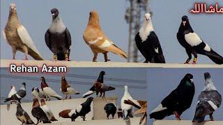 World Most Beautiful Fancy Pigeon  Hajji Mosa King  The King Of Pigeon  Kabootar